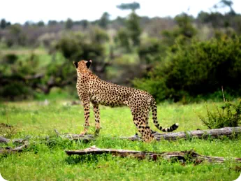 Cheetah sighting with Crossroads Safaris