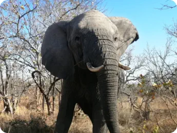 Crossroads Safaris Big 5 Adventures Hoedspruit