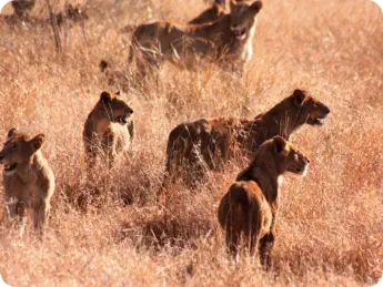 Crossroads Safaris Big 5 Drive Kruger Park