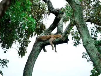 Crossroads Safaris Big 5 Leopard sighting Hoedspruit