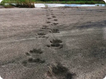 Crossroads Safaris Hoedspruit