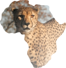 SafariGold.Africa Gay Owned, Gay Managed or Gay Friendly Establishments