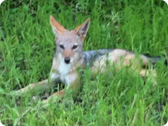 Wildlife at Lion Tree Top Lodge Hoedspruit